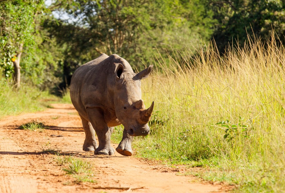 Fußpirsch zu den Nashörnern & Fahrt zu den Wundern des Murchison Falls Nationalparks